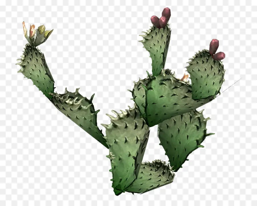 Cactaceae，Pera Espinhosa PNG