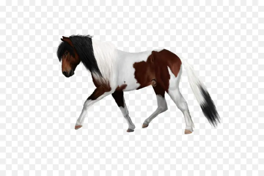 Cavalo，Equino PNG