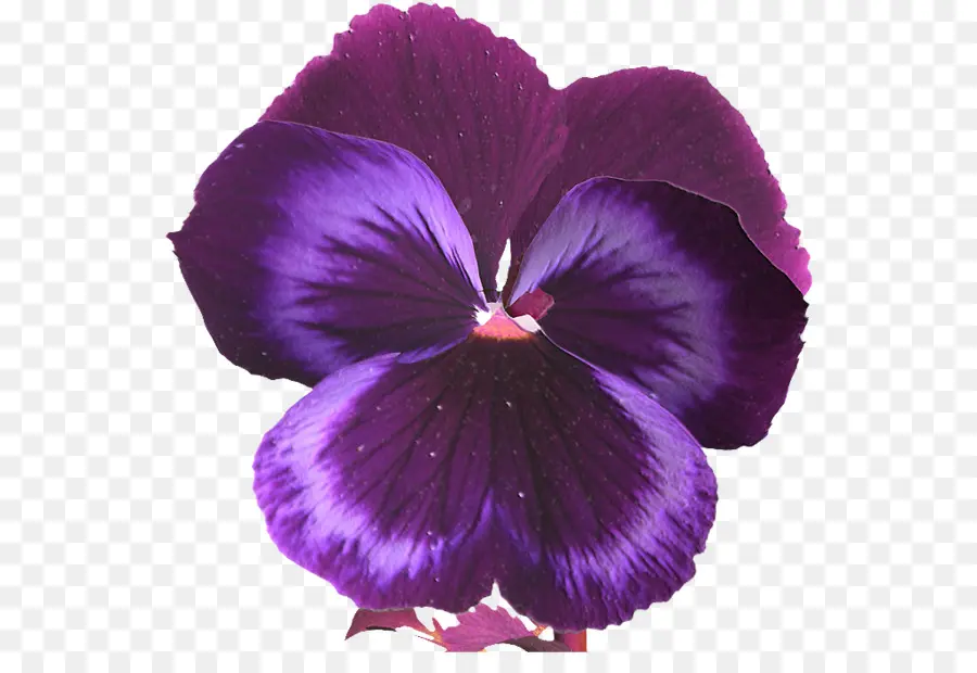 Flor Roxa，Flor PNG