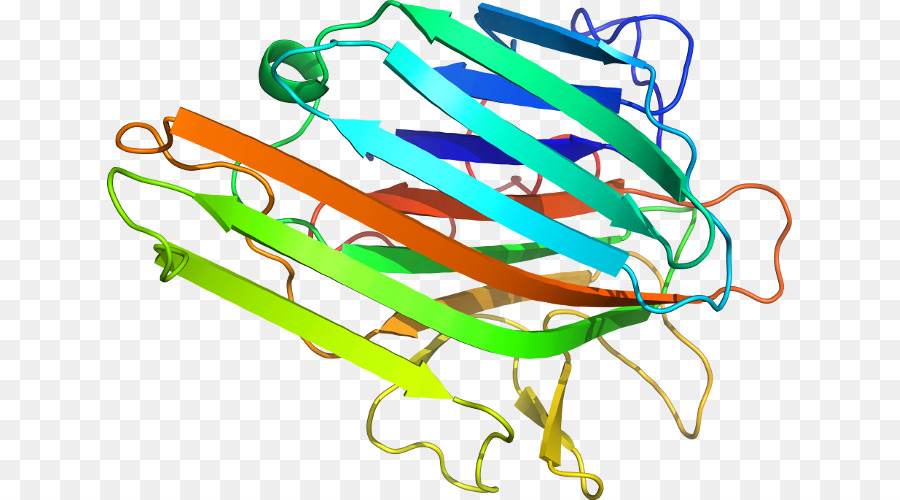 Estrutura Proteica，Biologia PNG