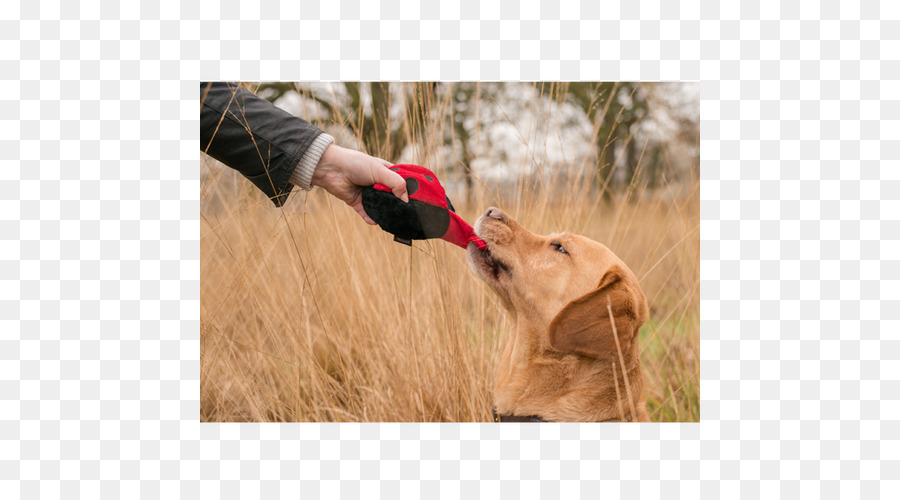 Golden Retriever，Cão De Caça PNG