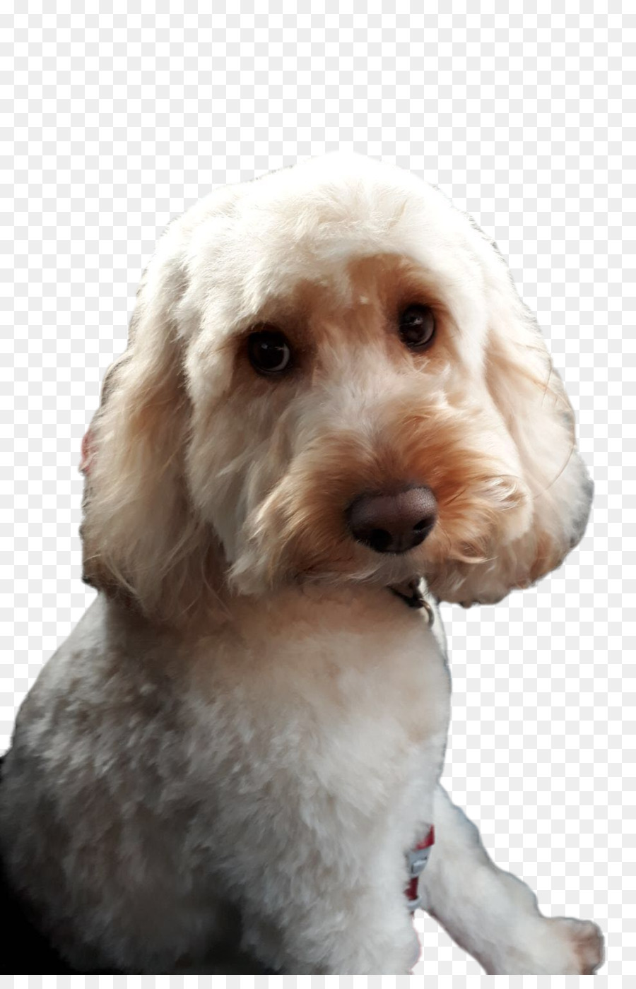 Cockapoo，Poodle Miniatura PNG