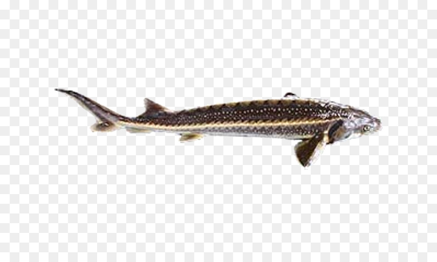 Sardinha，Répteis PNG