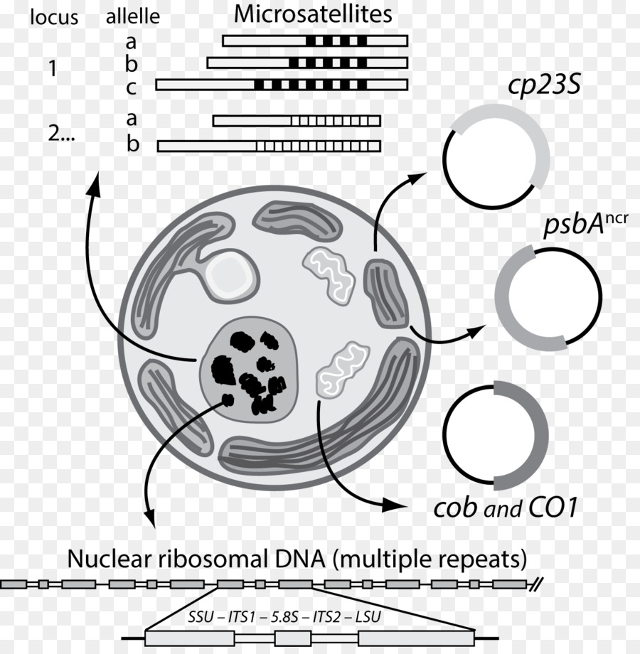 água Viva，Symbiodinium PNG