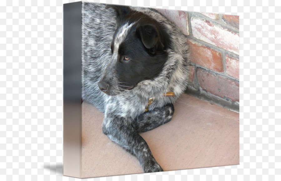 Stabyhoun，Australian Cattle Dog PNG