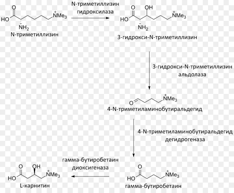 Levocarnitine，Meldonium PNG