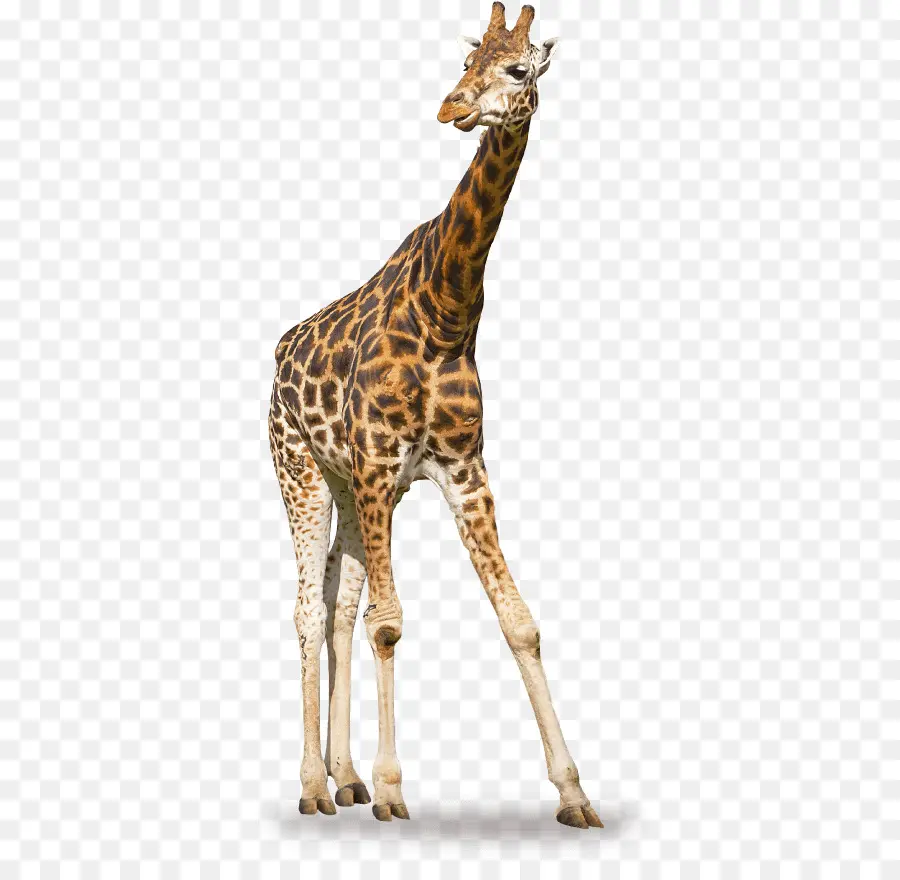 Girafa，Pontos PNG