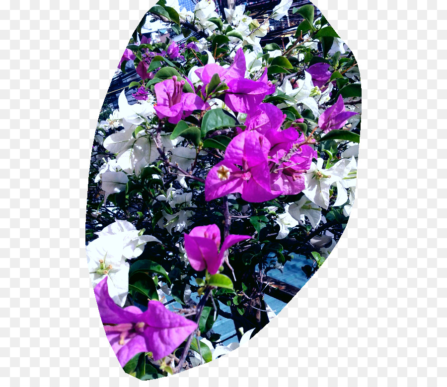 Flores De Corte，Design Floral PNG