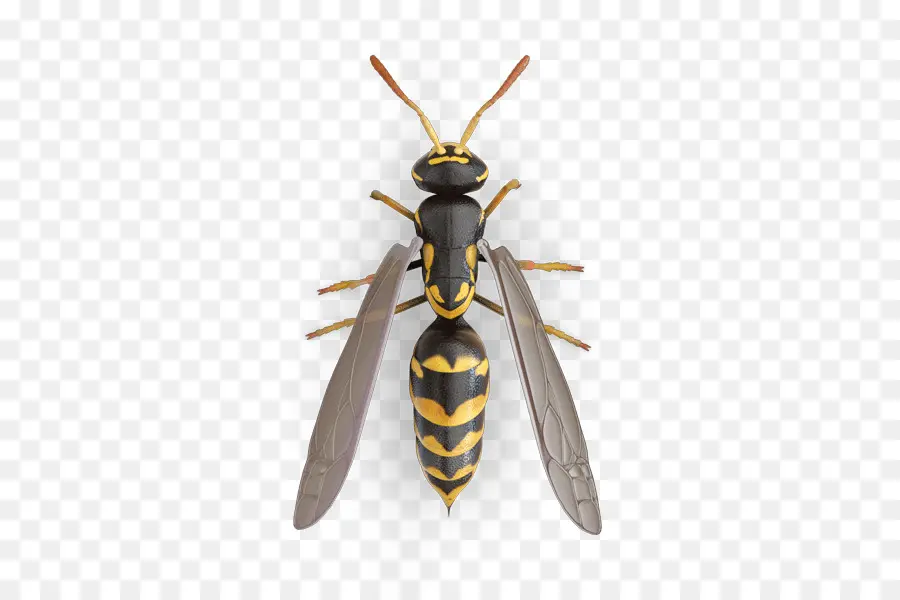 Hornet，Verdadeiro Bugs PNG