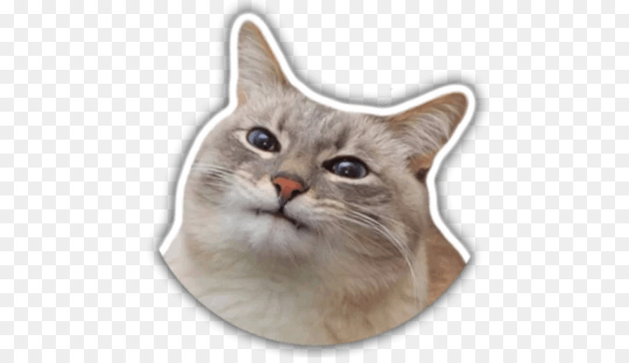 Cara De Gato，Gatinho PNG