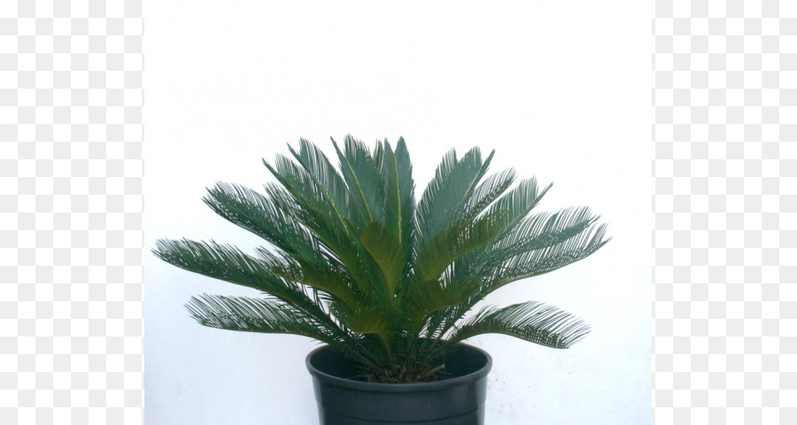 Planta Em Vaso，Verde PNG