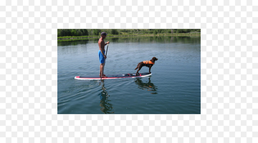 Standup Paddleboarding，Paddleboarding PNG