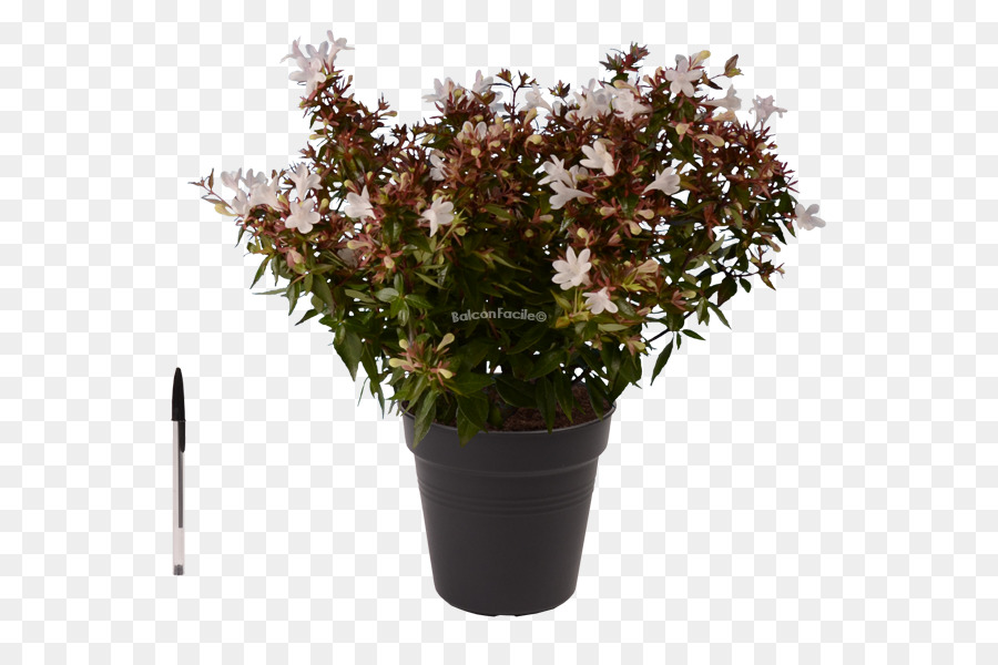 Planta Com Flores，Pote PNG