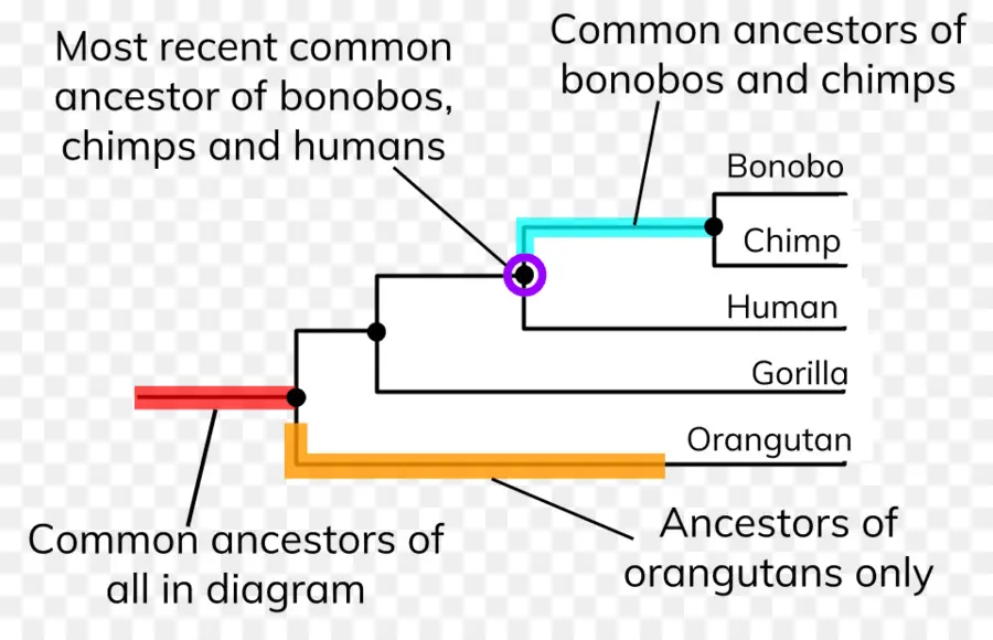 Evolução，árvore Filogenética PNG