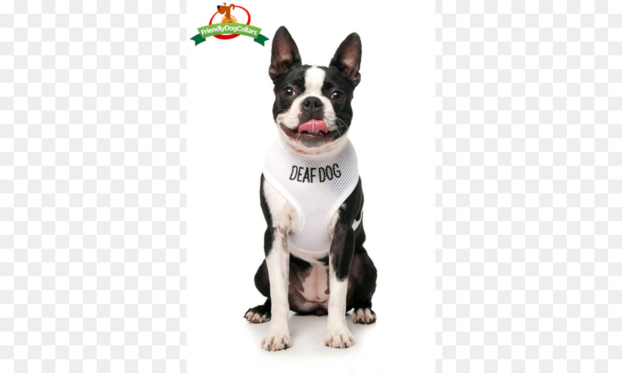 Boston Terrier，Raça Do Cão PNG