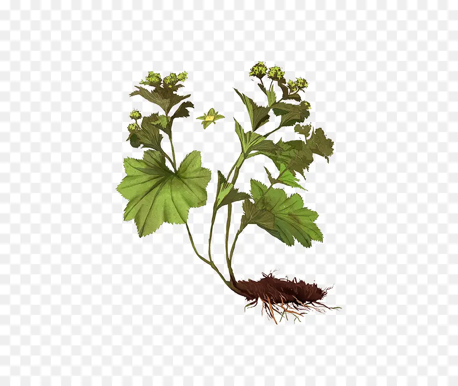 Alchemilla Vulgaris，Folha PNG