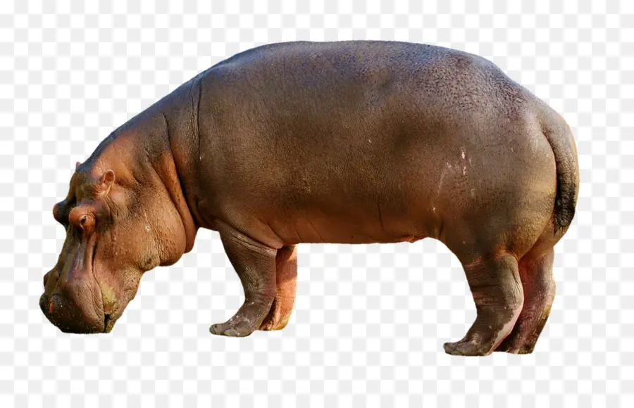 Hipopótamo，Porco PNG