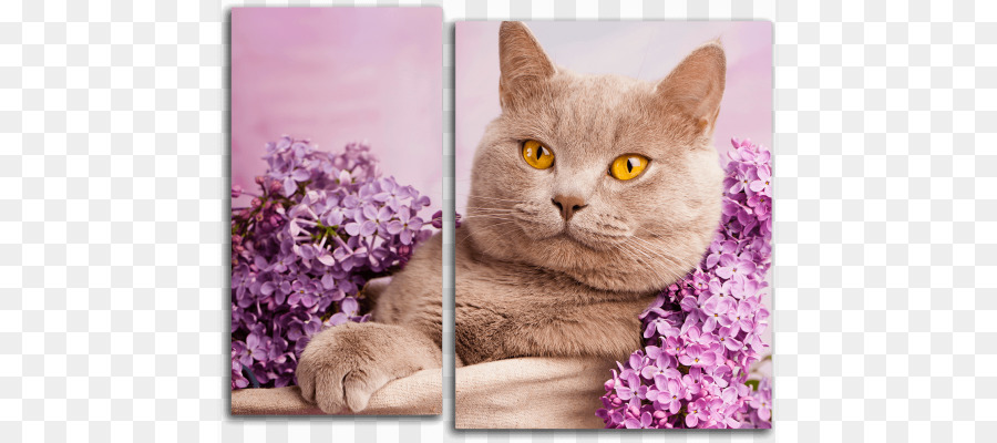 British Shorthair，British Longhair PNG