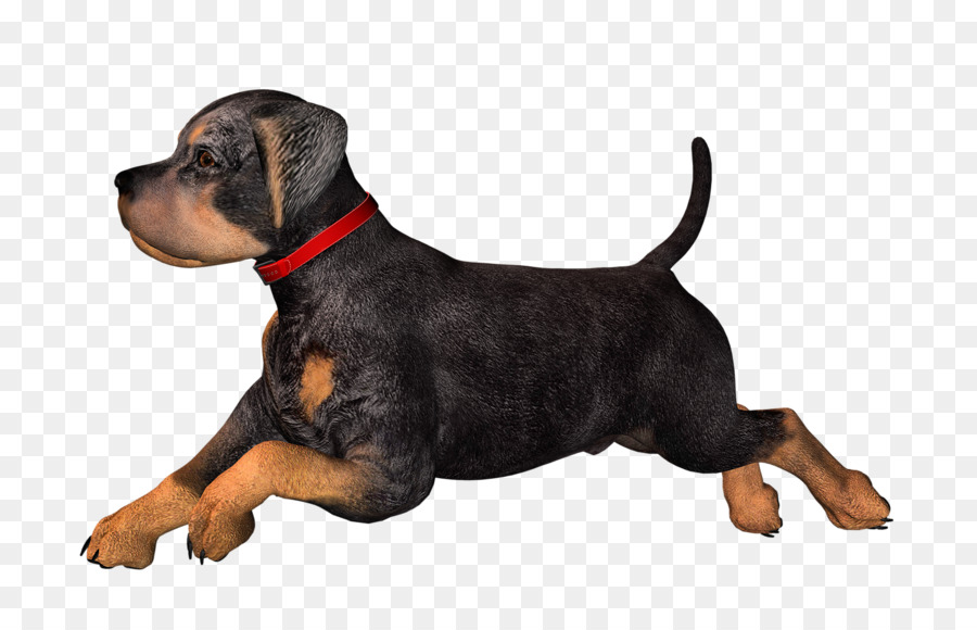 Filhote De Cachorro，Cachorro PNG