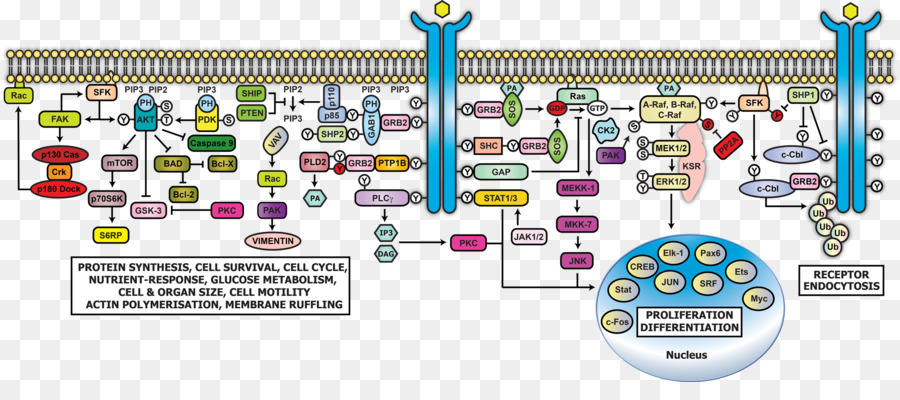 Receptor De Fator De Crescimento Epidérmico，Sinalização Celular PNG