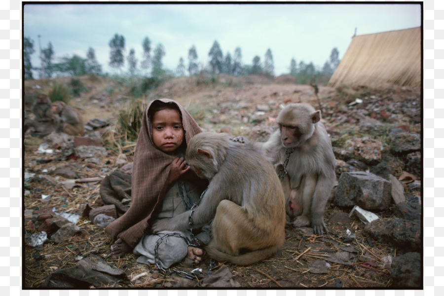 Criança Com Macacos，Ao Ar Livre PNG