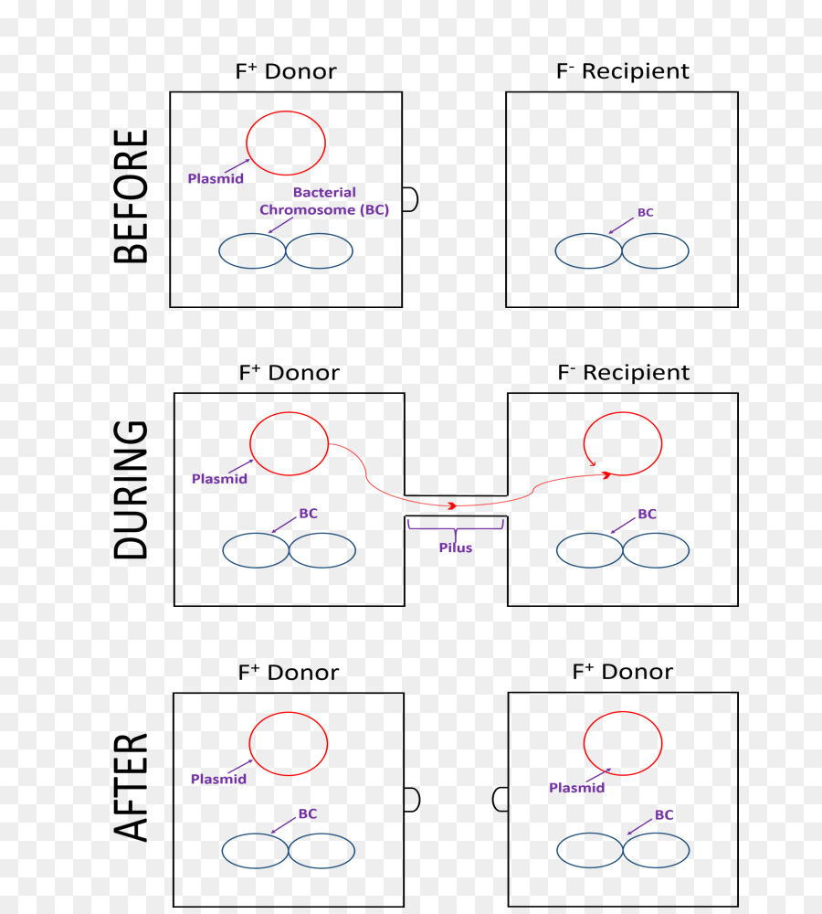 Conjugação Bacteriana，Horizontal Transferência De Genes PNG