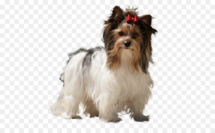 Yorkshire Terrier，Cachorro PNG