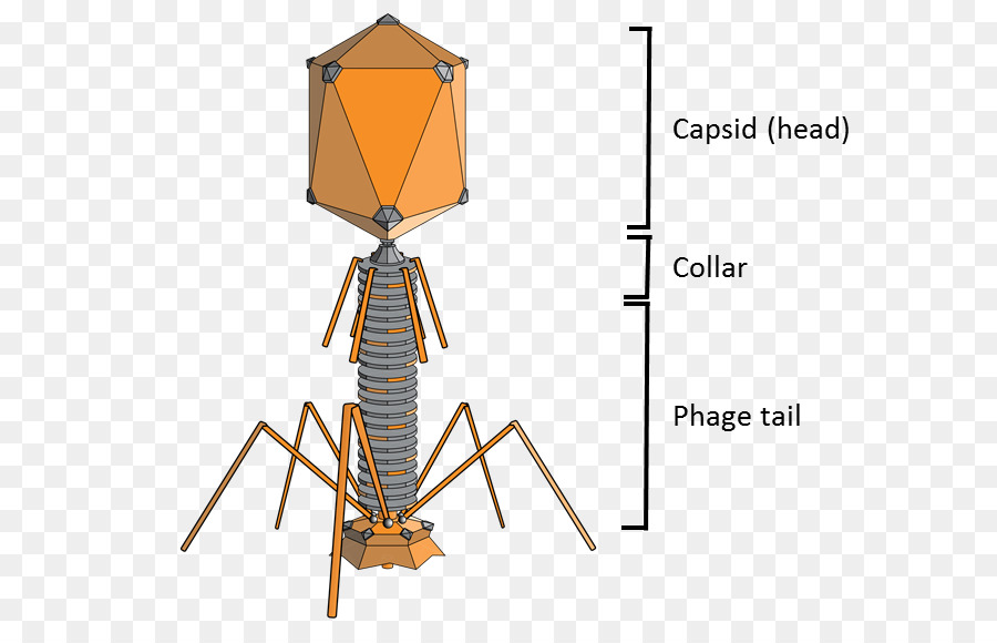 Bacteriófago, Enterobacteria Fago T2, Enterobacteria Fago T4 Png ...