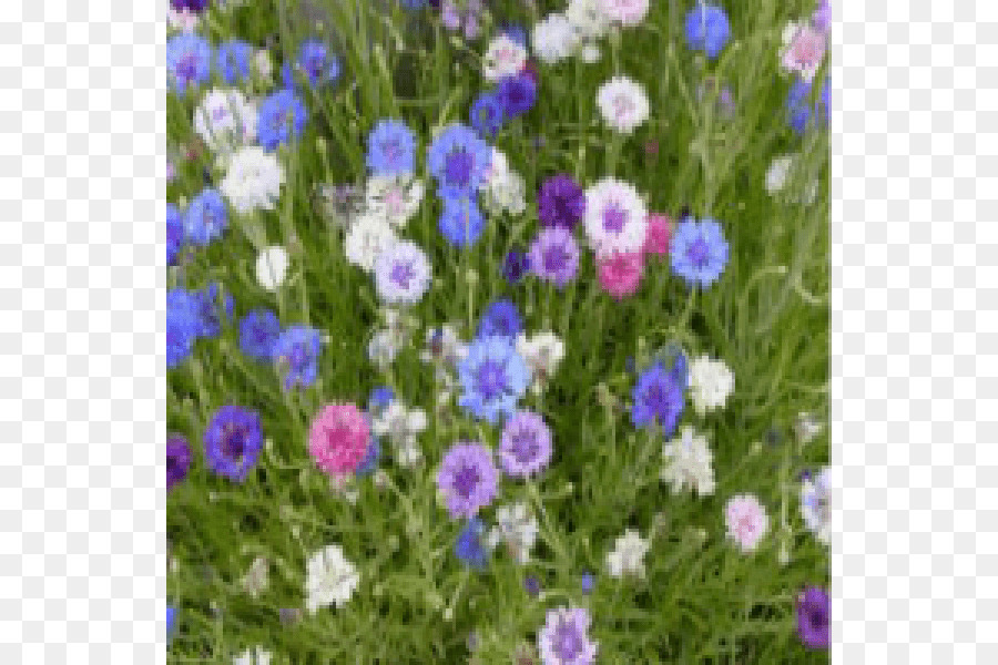 Cornflower，Flores Silvestres PNG