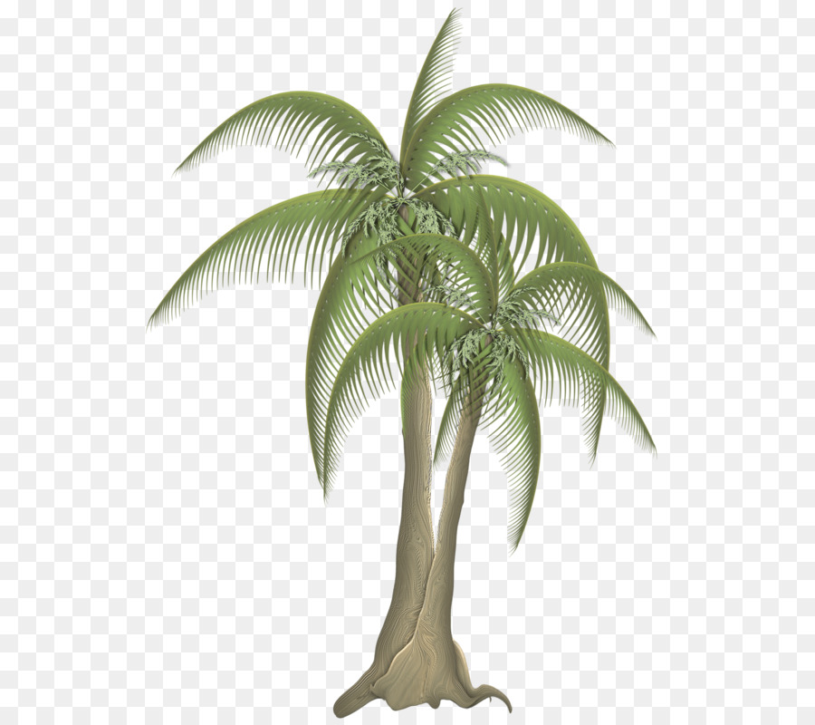 O Babaçu，árvore PNG