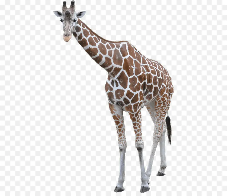 Carrossel De Girafas，Decorativo PNG