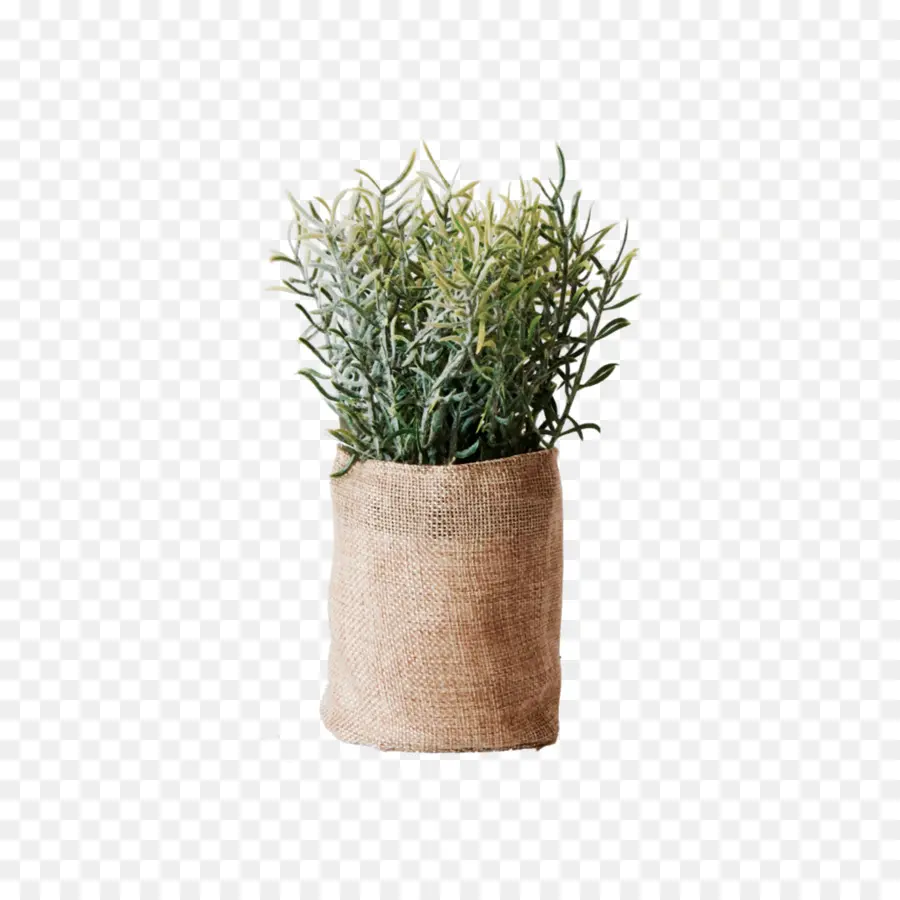 Plantar，Verde PNG