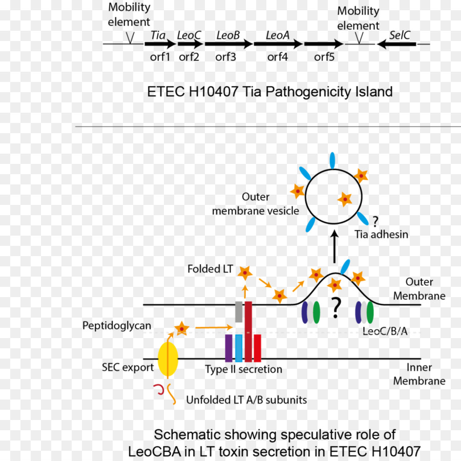 A Secreção De，Patogênese Bacteriana PNG