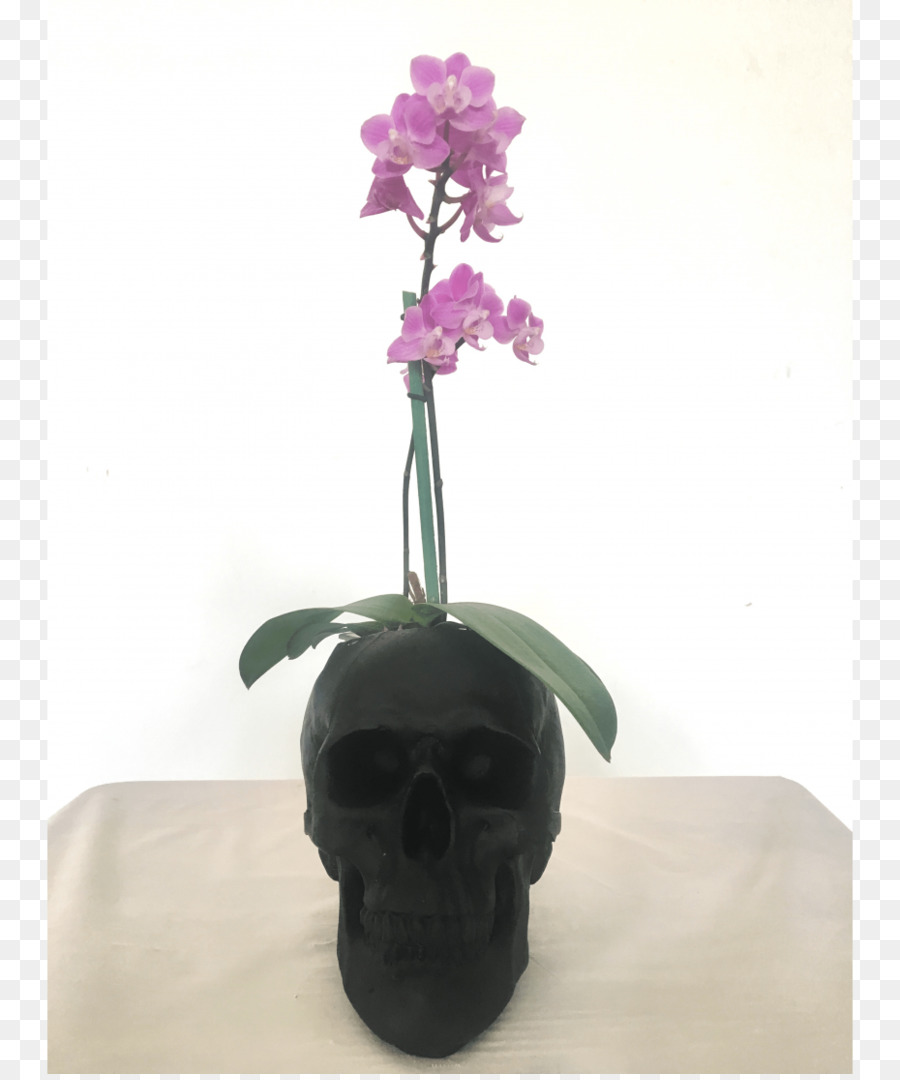Traça Orquídeas，Flowerpot PNG