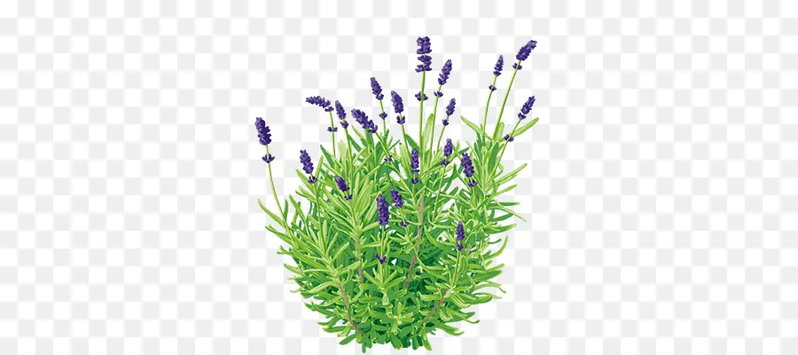 Planta De Lavanda，Erva PNG