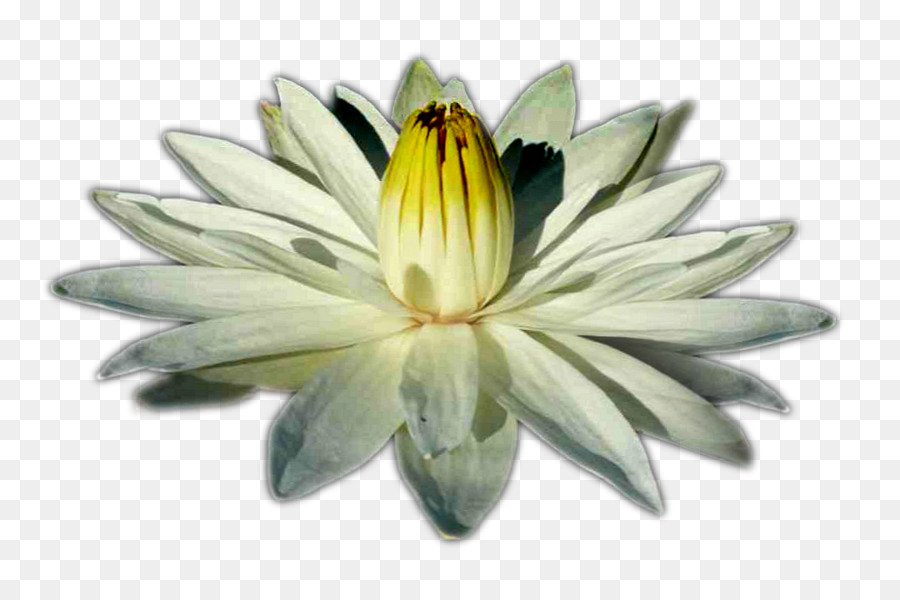 Flor De Lótus，Florescer PNG