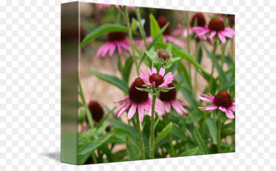 Coneflower，Flores Silvestres PNG