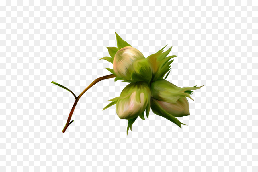 Botão De Flor，Folhas PNG