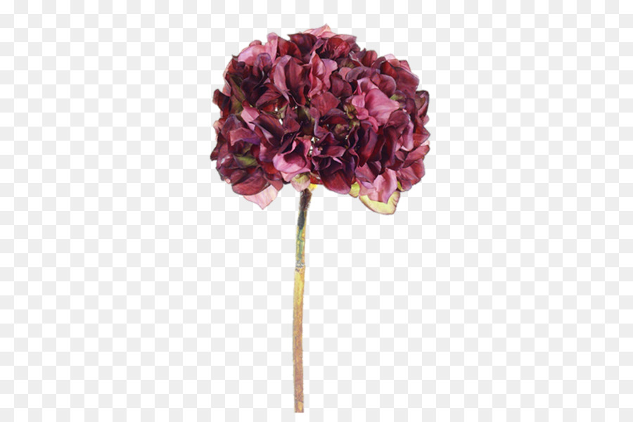 Flor Rosa，Florescer PNG