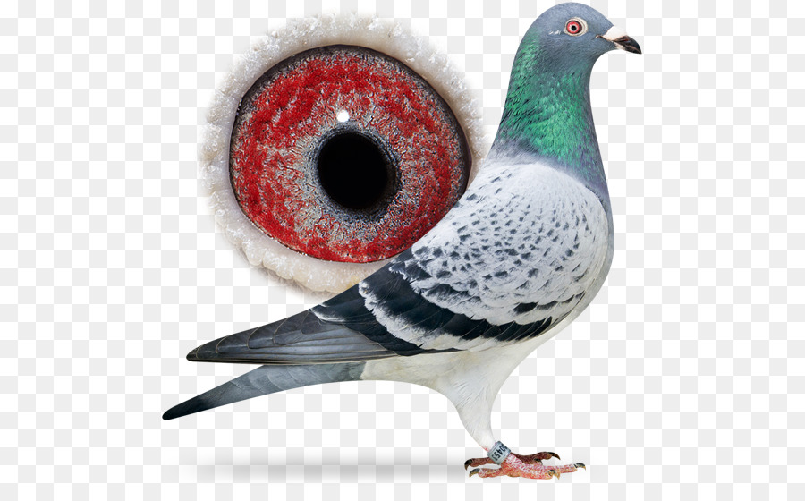 Pombo，Pássaro PNG