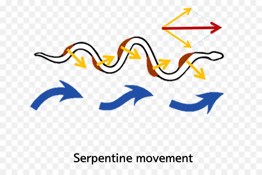 Movimento Serpentino，Setas PNG