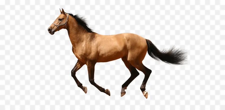 Cavalo Preto，Correndo PNG