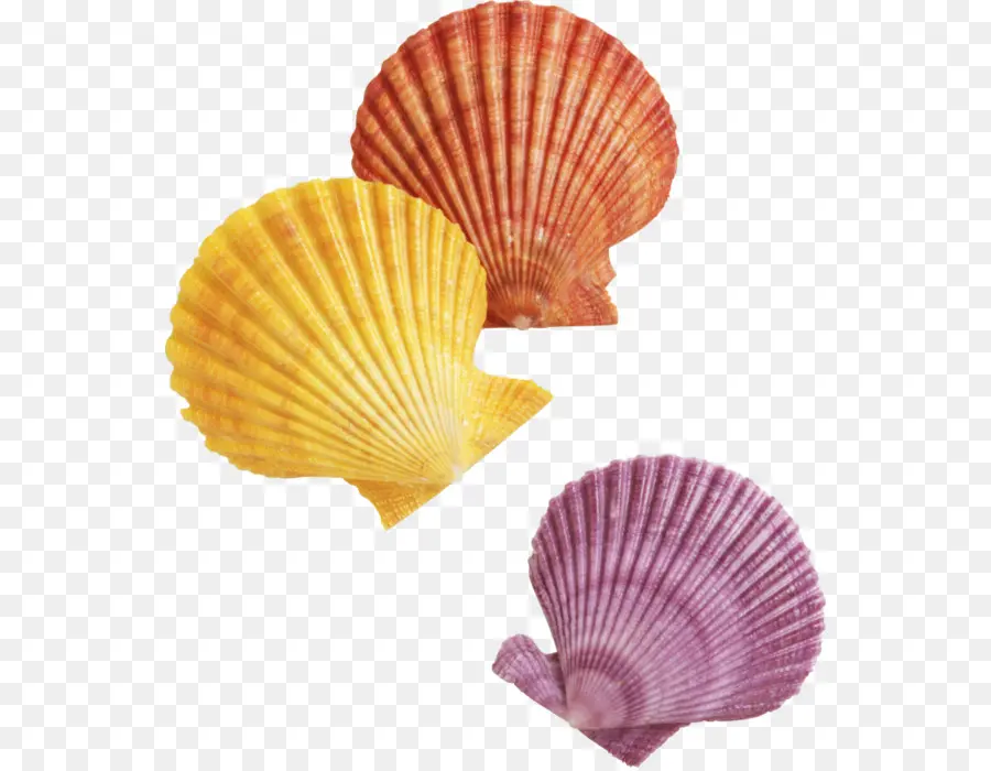 Seashell，Formatos De Arquivo De Imagem PNG