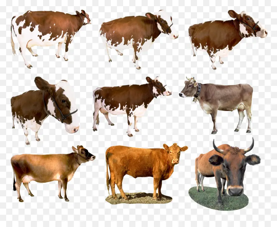 Vacas，Pecuária PNG