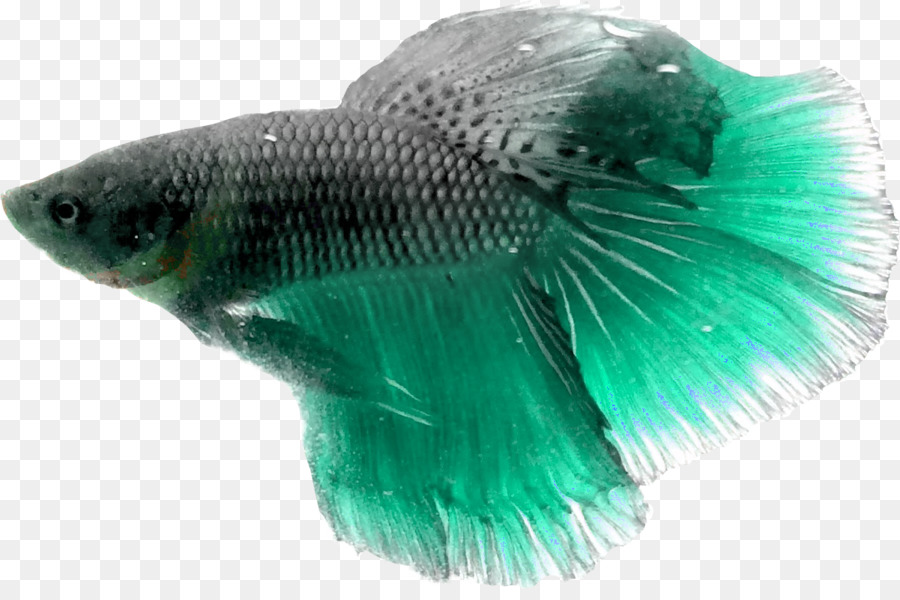 Peixe，Turquesa PNG