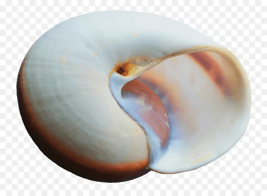 Seashell，ícones Do Computador PNG