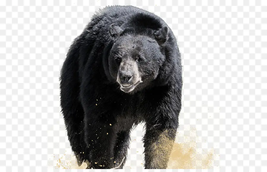 Urso，Preto PNG