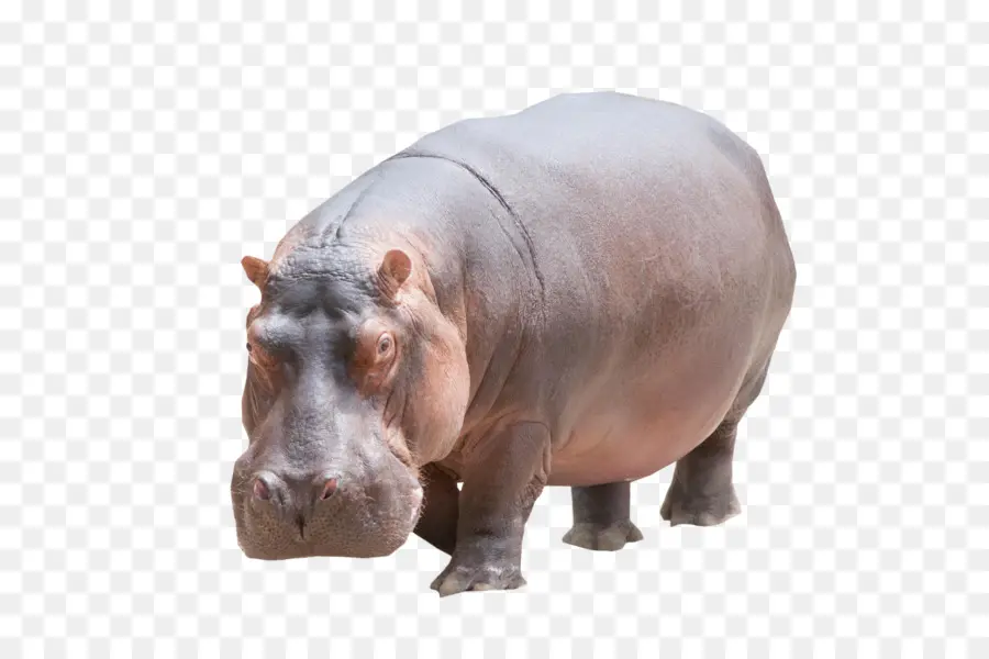 Hipopótamo，Rinoceronte PNG