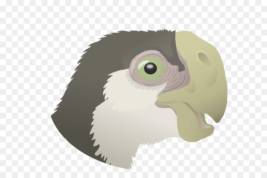 Coruja，Aves PNG