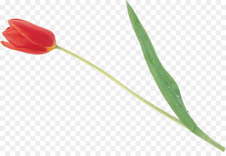 Tulip，Pétala PNG